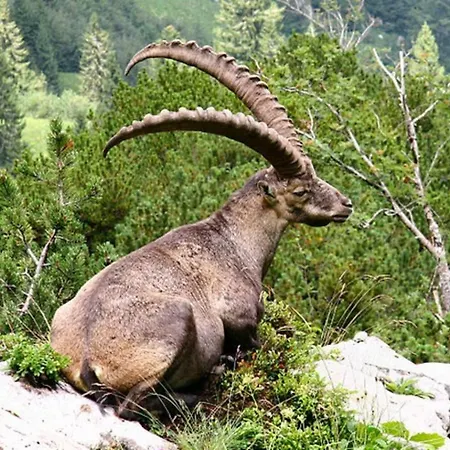 Alpenhof Mountain Gasthof